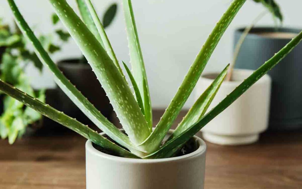 Low Maintenance Indoor Plants for Clean Air