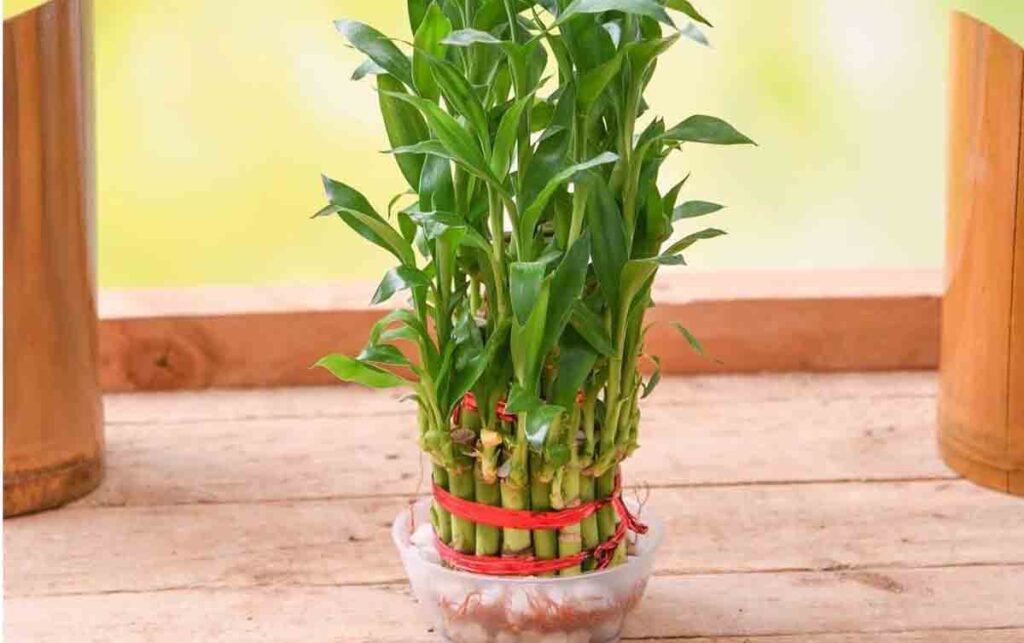 Low Maintenance Indoor Plants for Clean Air