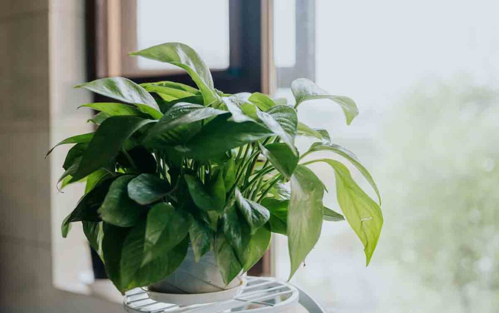 poisonous Plants: Pothos