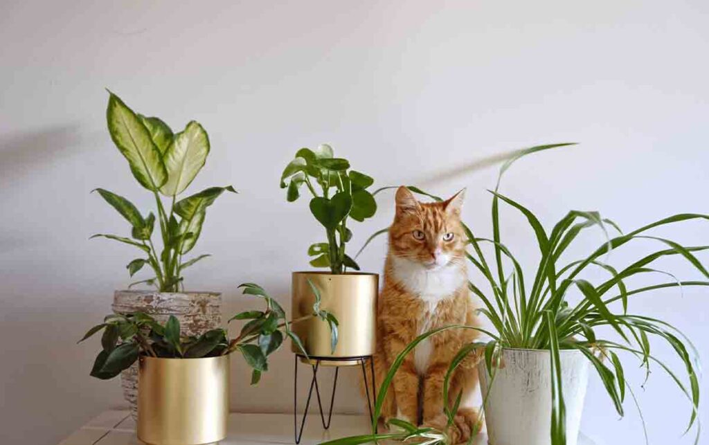 Low-Light Plants Are Safe for Cats
